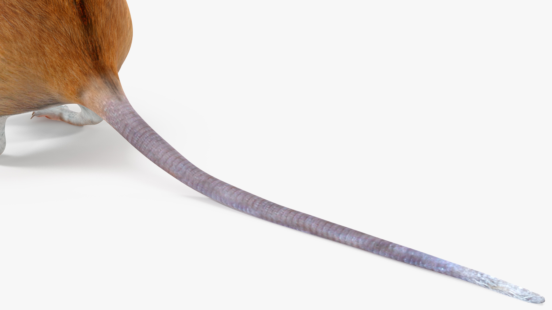 Calabyi Mouse Rigged for Cinema 4D 3D model