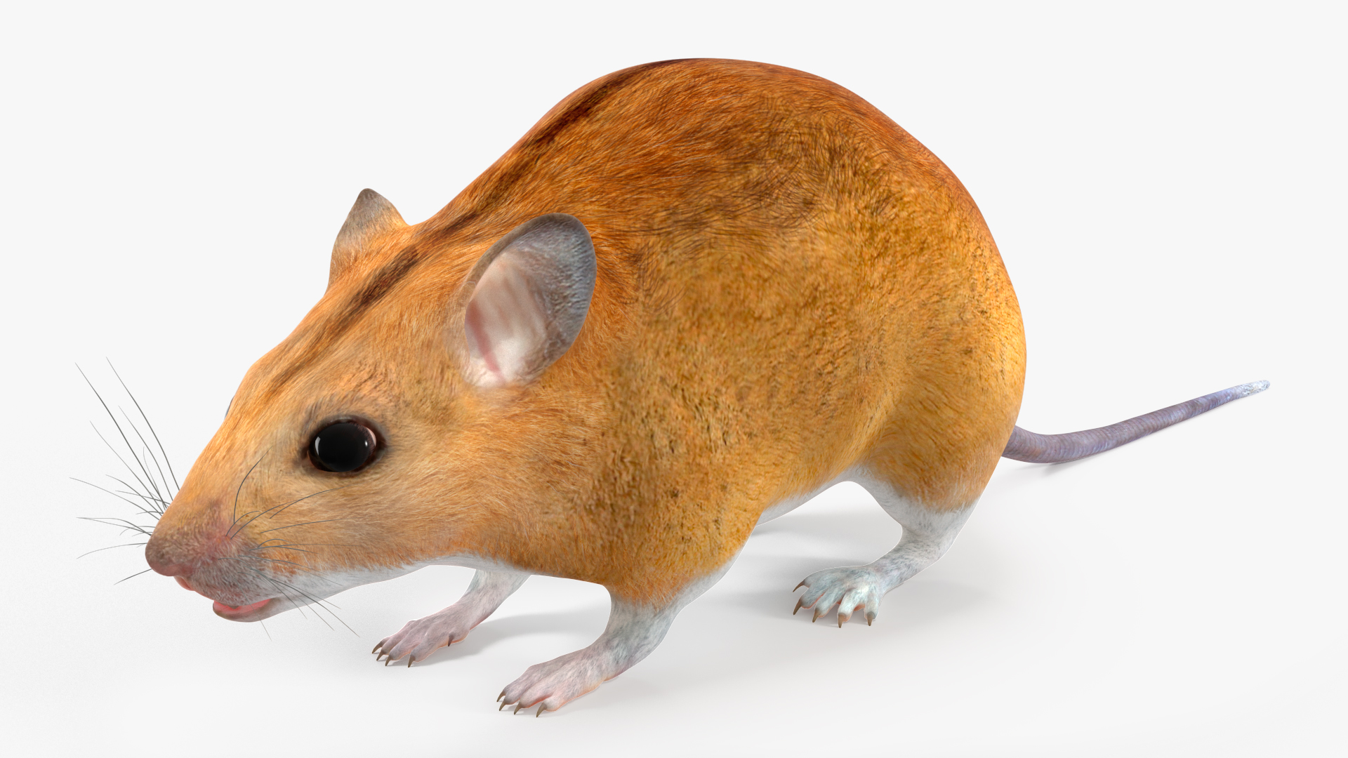 Calabyi Mouse Rigged for Cinema 4D 3D model