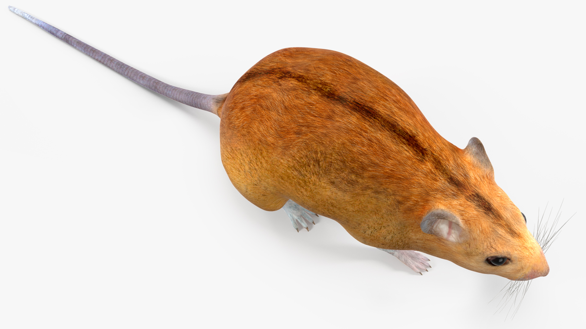 Calabyi Mouse Rigged for Cinema 4D 3D model