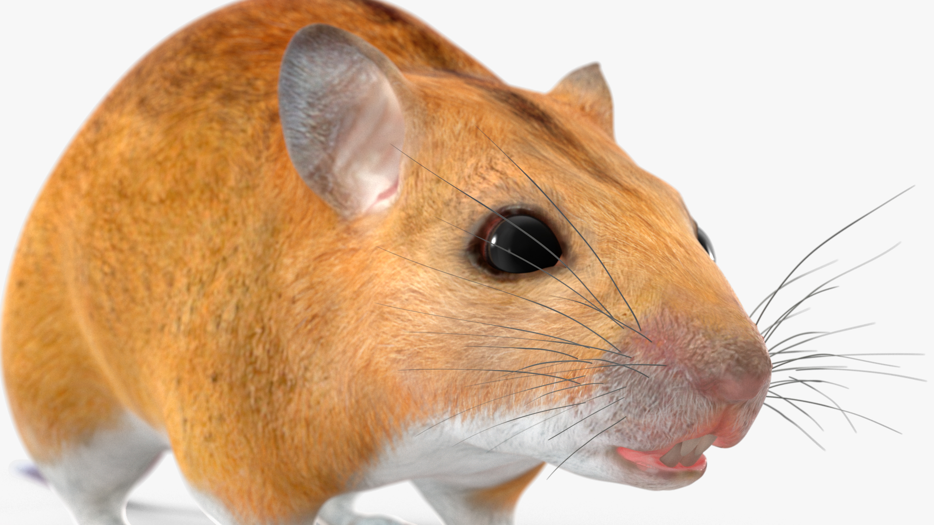 Calabyi Mouse Rigged for Cinema 4D 3D model