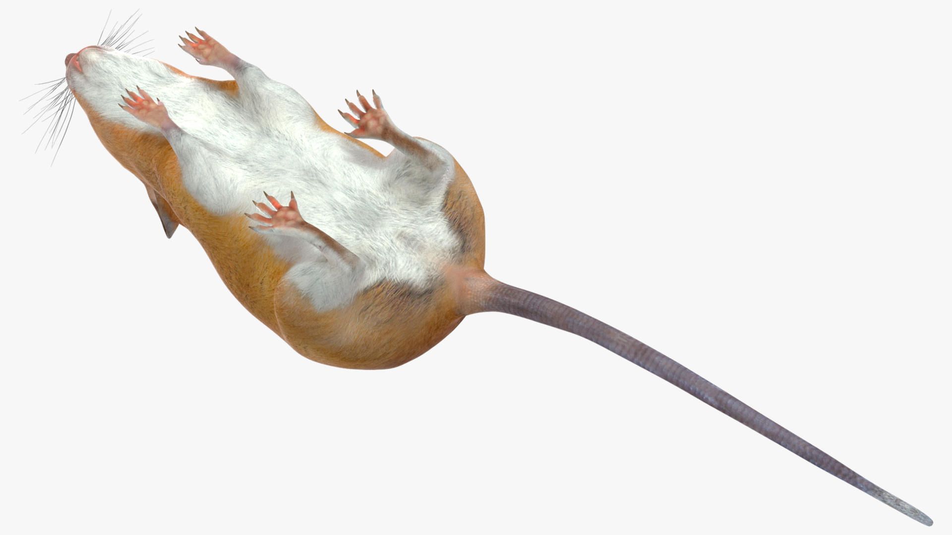 Calabyi Mouse Rigged for Cinema 4D 3D model