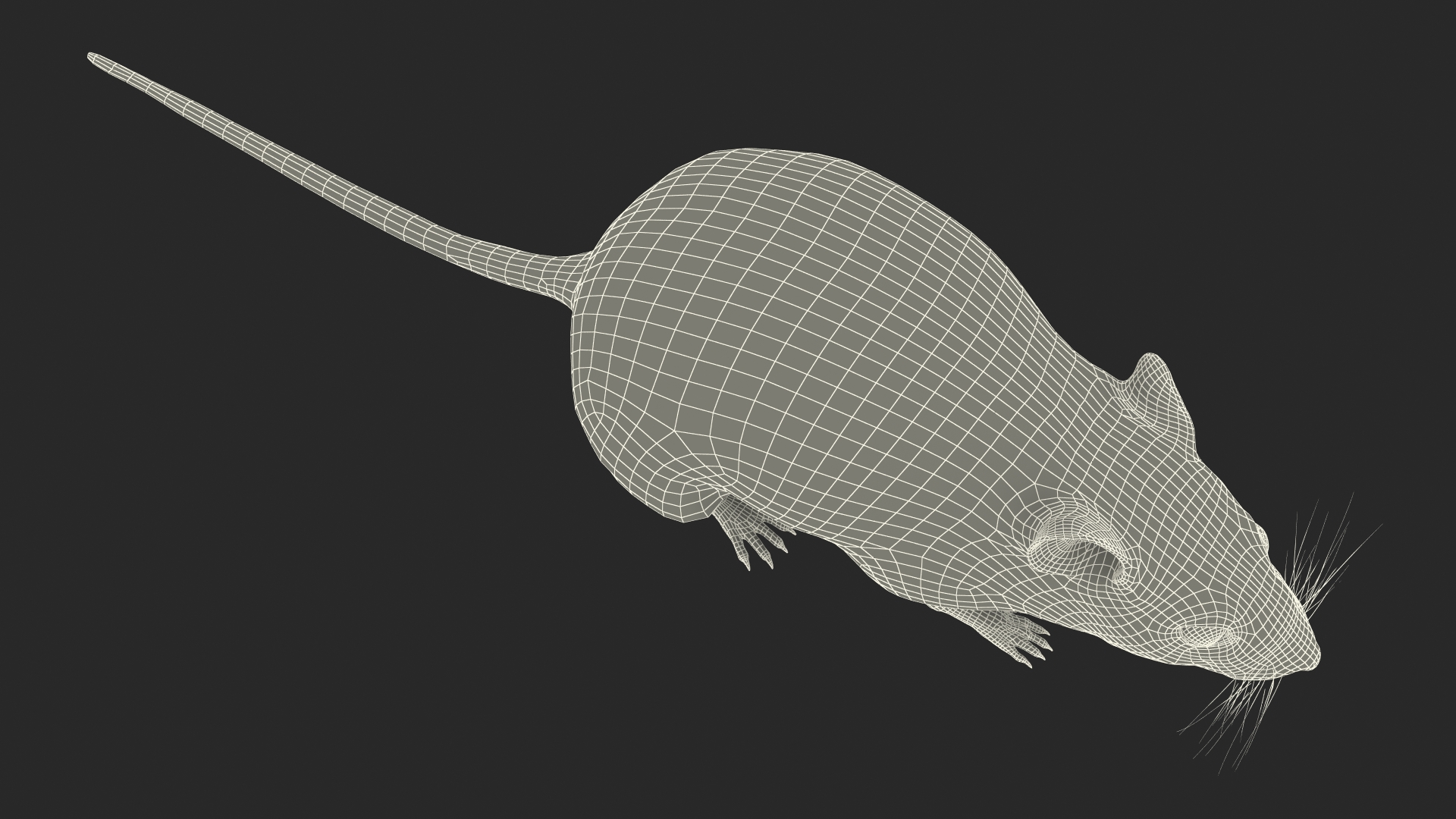 Calabyi Mouse Rigged for Cinema 4D 3D model