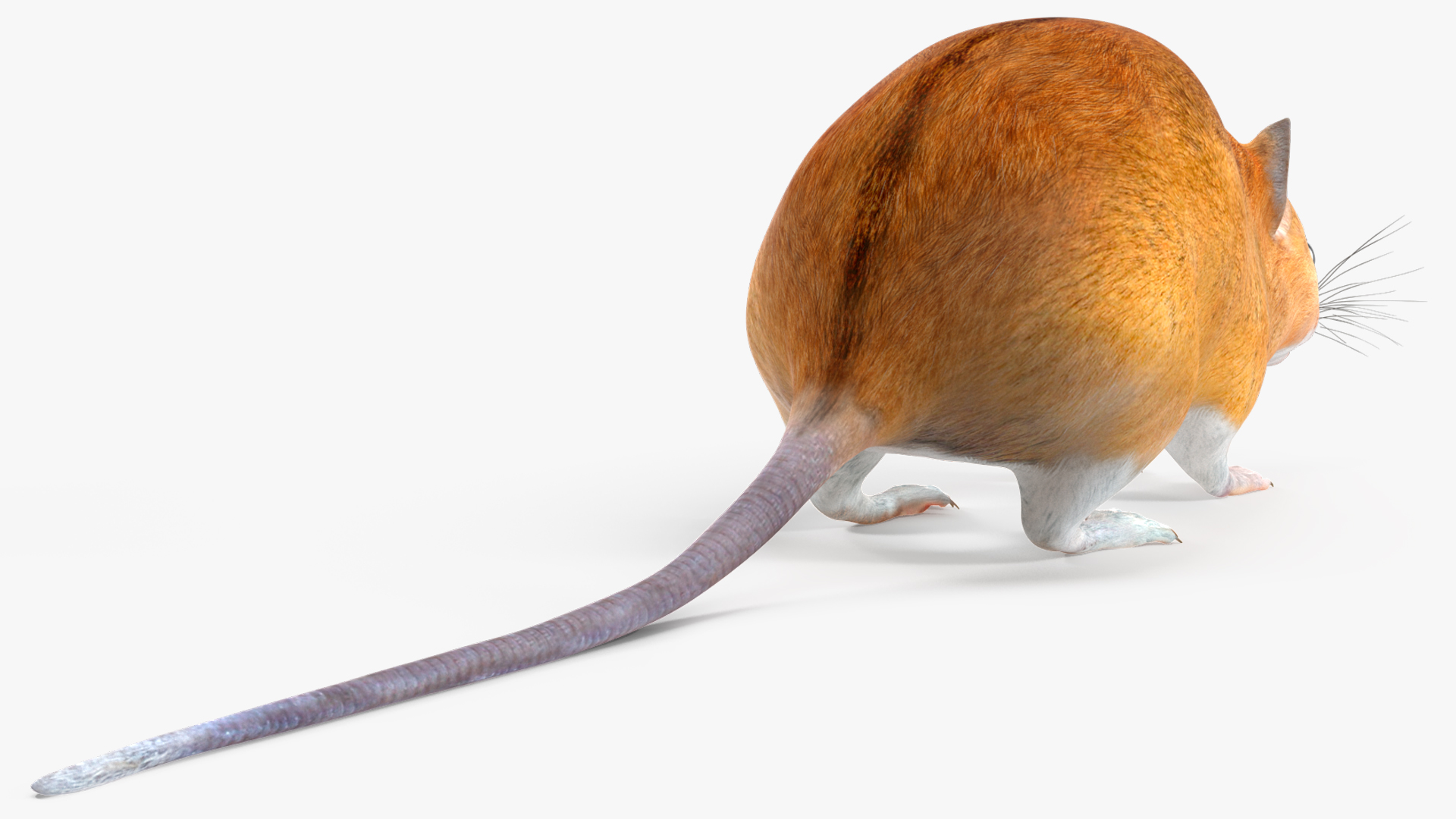 Calabyi Mouse Rigged for Cinema 4D 3D model