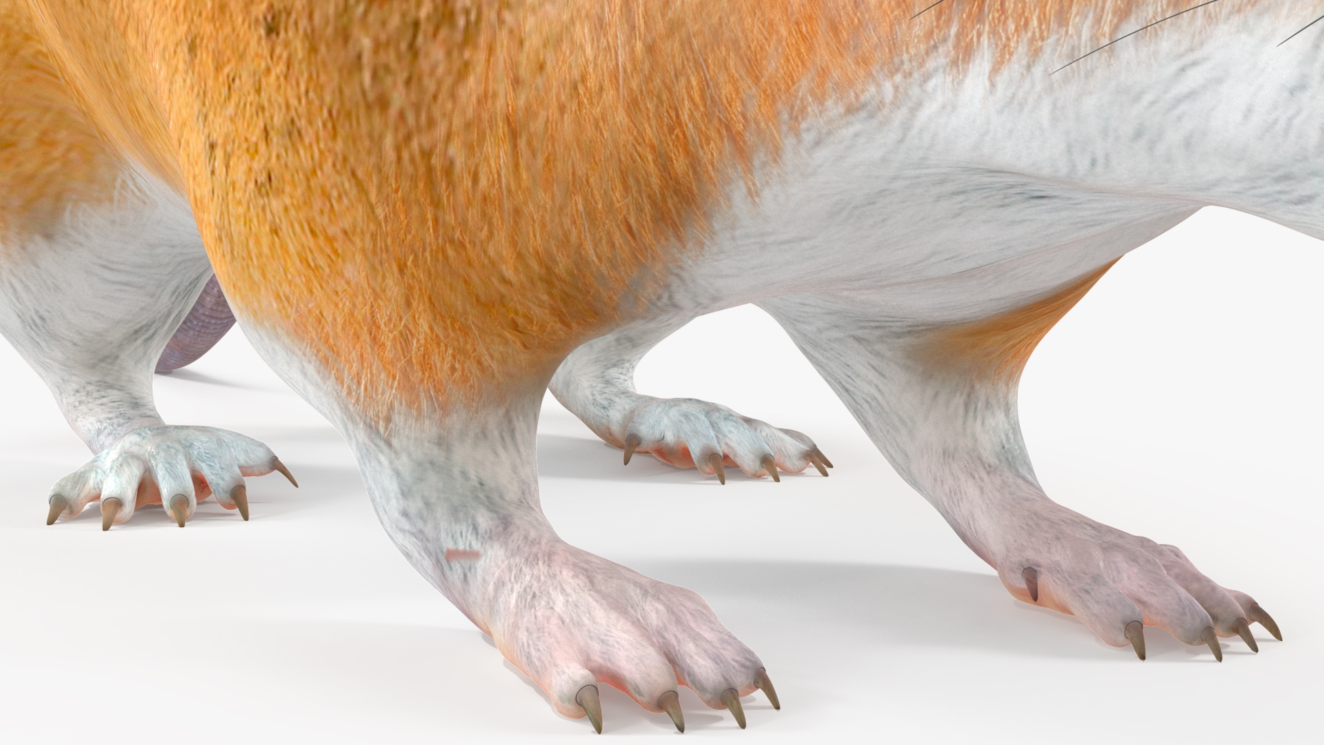 Calabyi Mouse Rigged for Cinema 4D 3D model