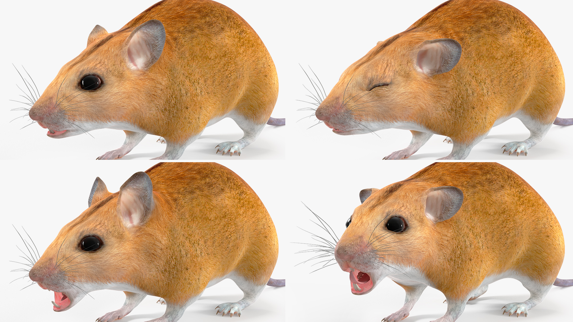 Calabyi Mouse Rigged for Cinema 4D 3D model