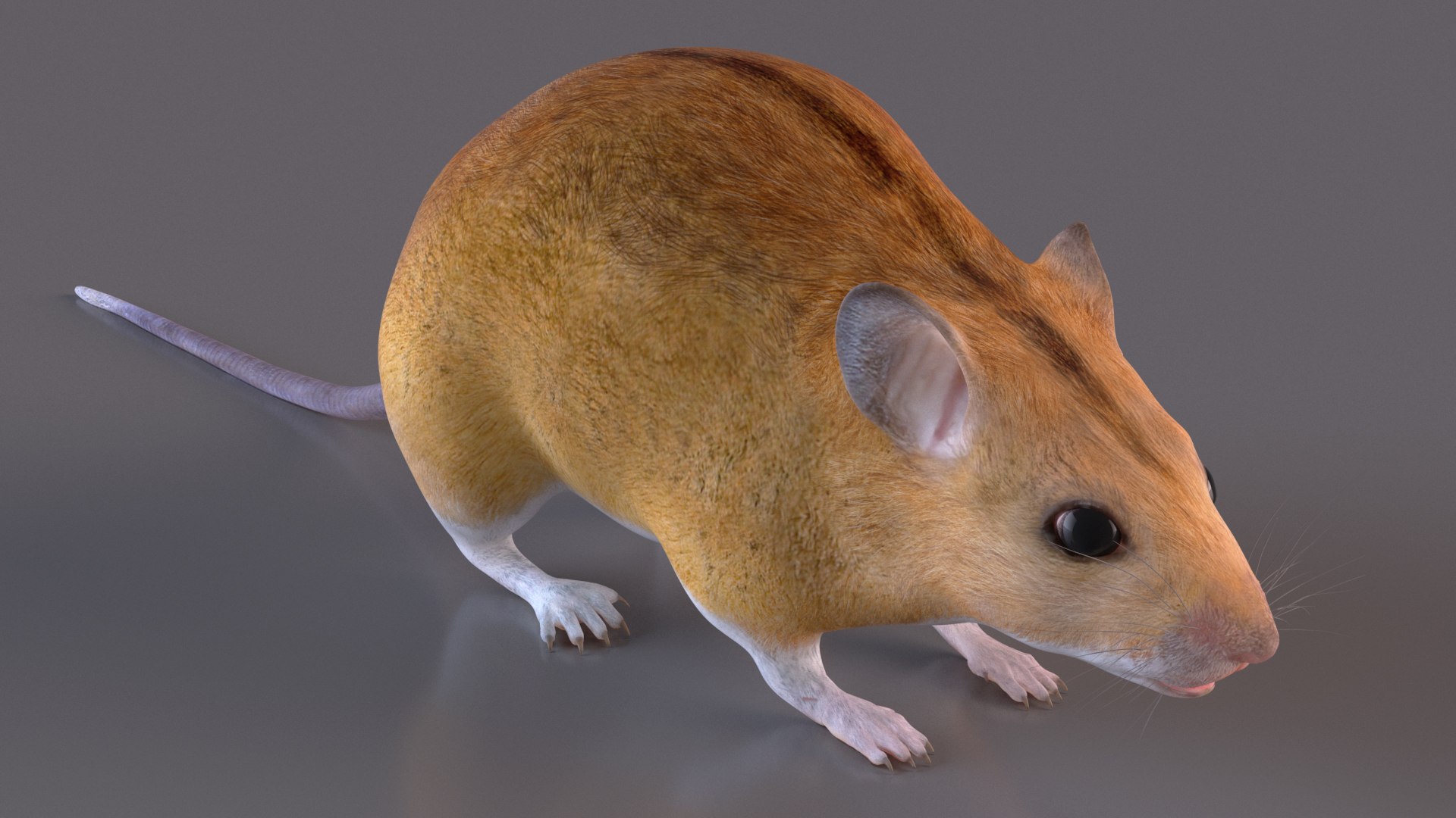 Calabyi Mouse Rigged for Cinema 4D 3D model