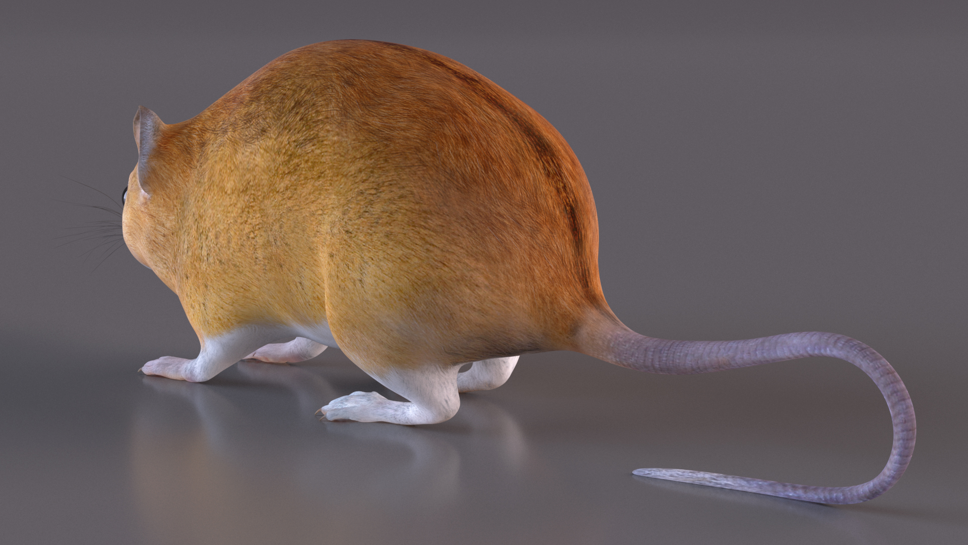 Calabyi Mouse Rigged for Cinema 4D 3D model