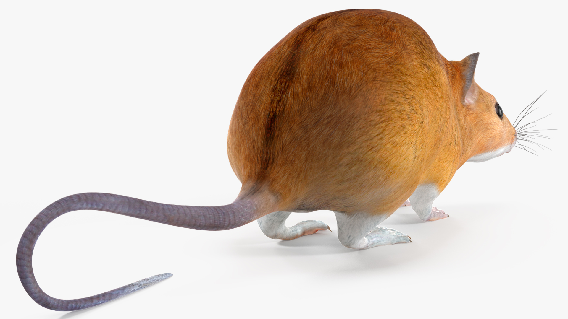 Calabyi Mouse Rigged for Cinema 4D 3D model