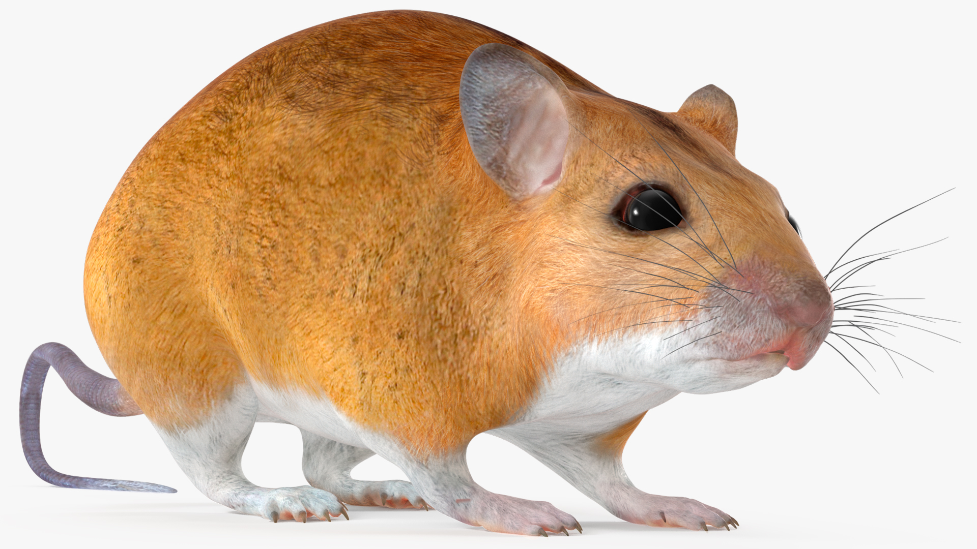 Calabyi Mouse Rigged for Cinema 4D 3D model
