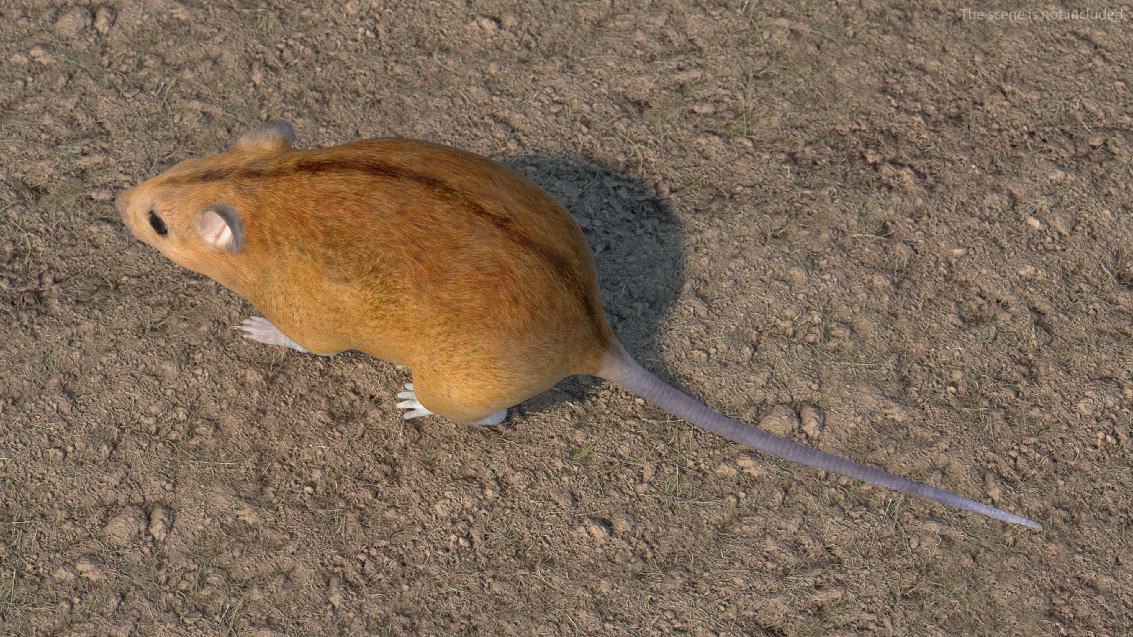 Calabyi Mouse Rigged for Cinema 4D 3D model