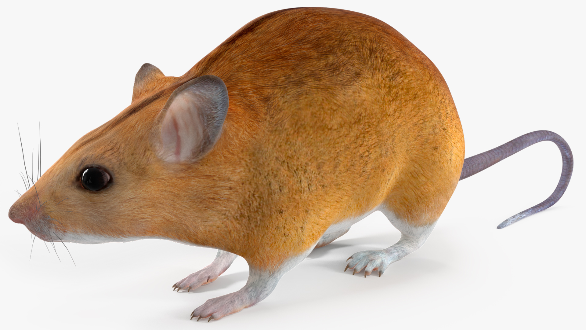 Calabyi Mouse Rigged for Cinema 4D 3D model