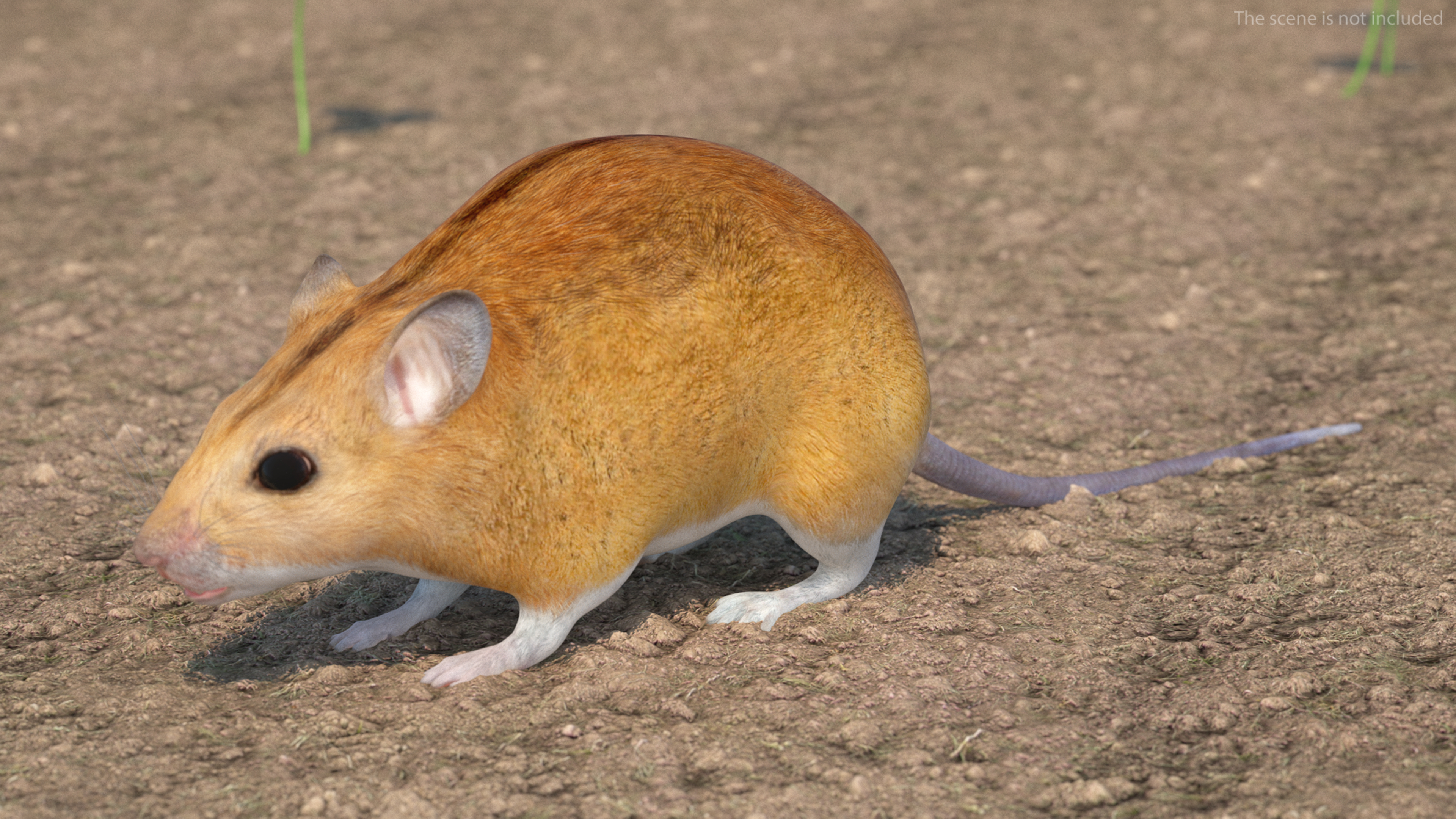 Calabyi Mouse Rigged for Cinema 4D 3D model