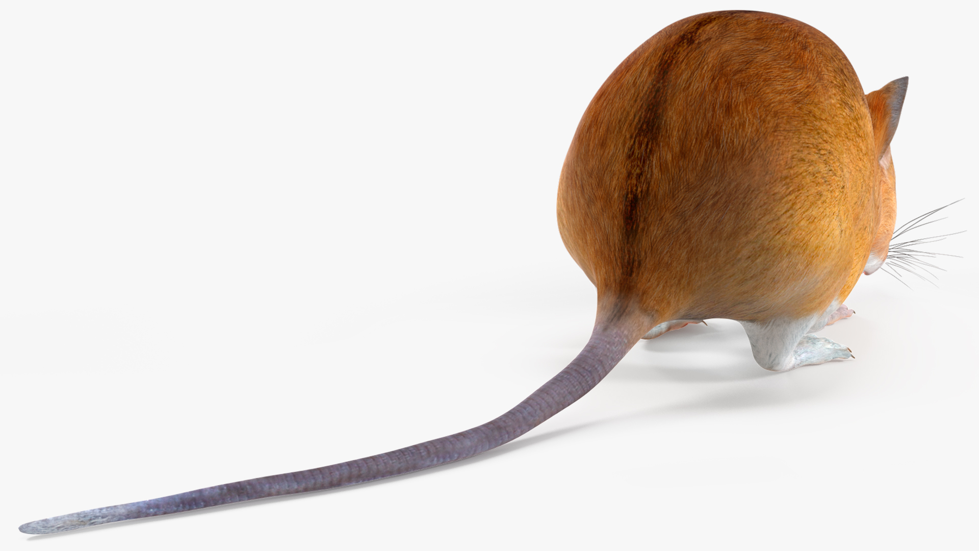 Calabyi Mouse Rigged for Cinema 4D 3D model