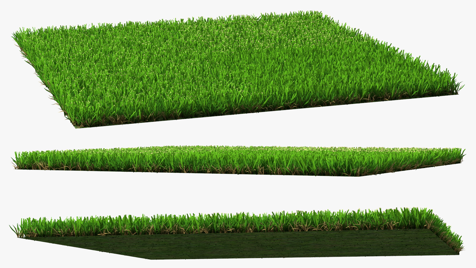 3D Zoysia Grass Patch model