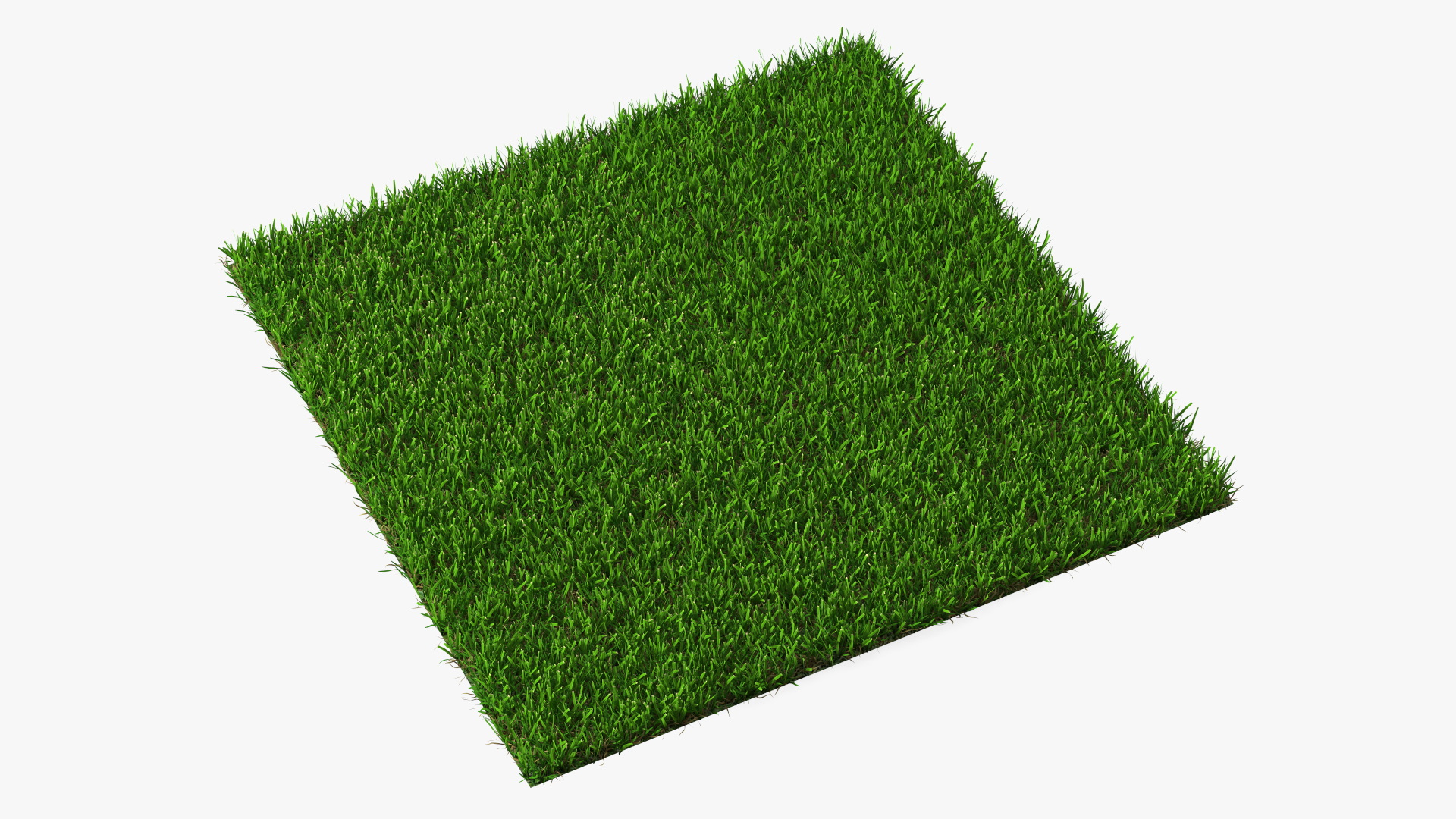3D Zoysia Grass Patch model