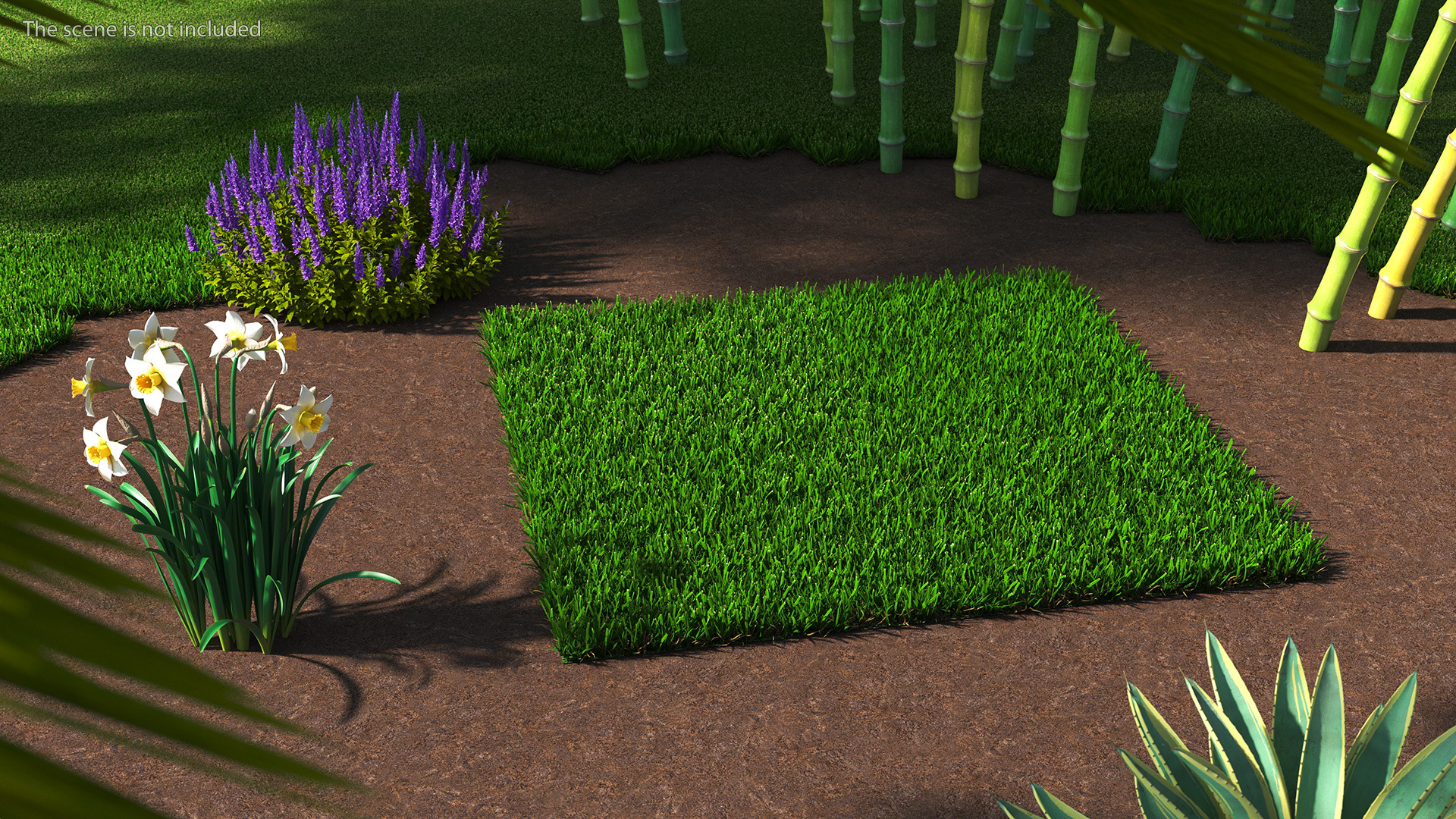 3D Zoysia Grass Patch model