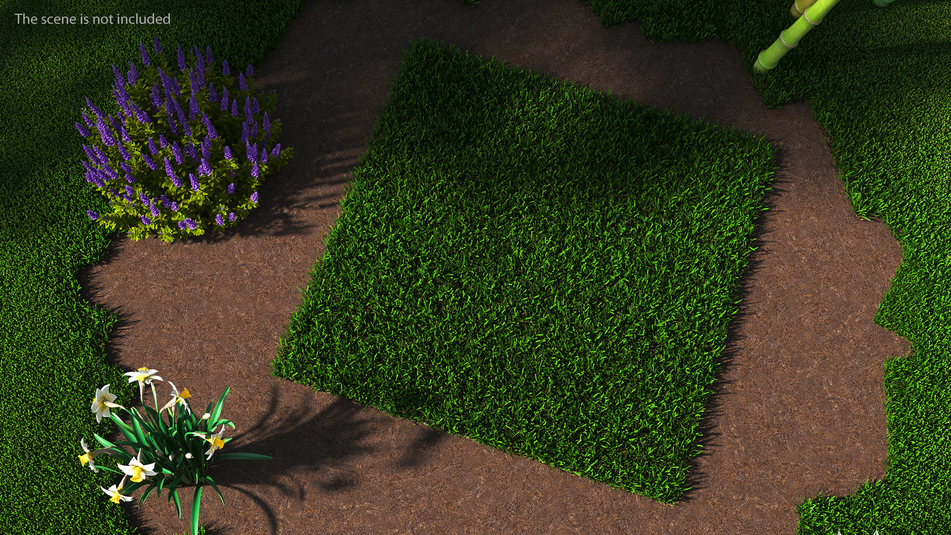 3D Zoysia Grass Patch model
