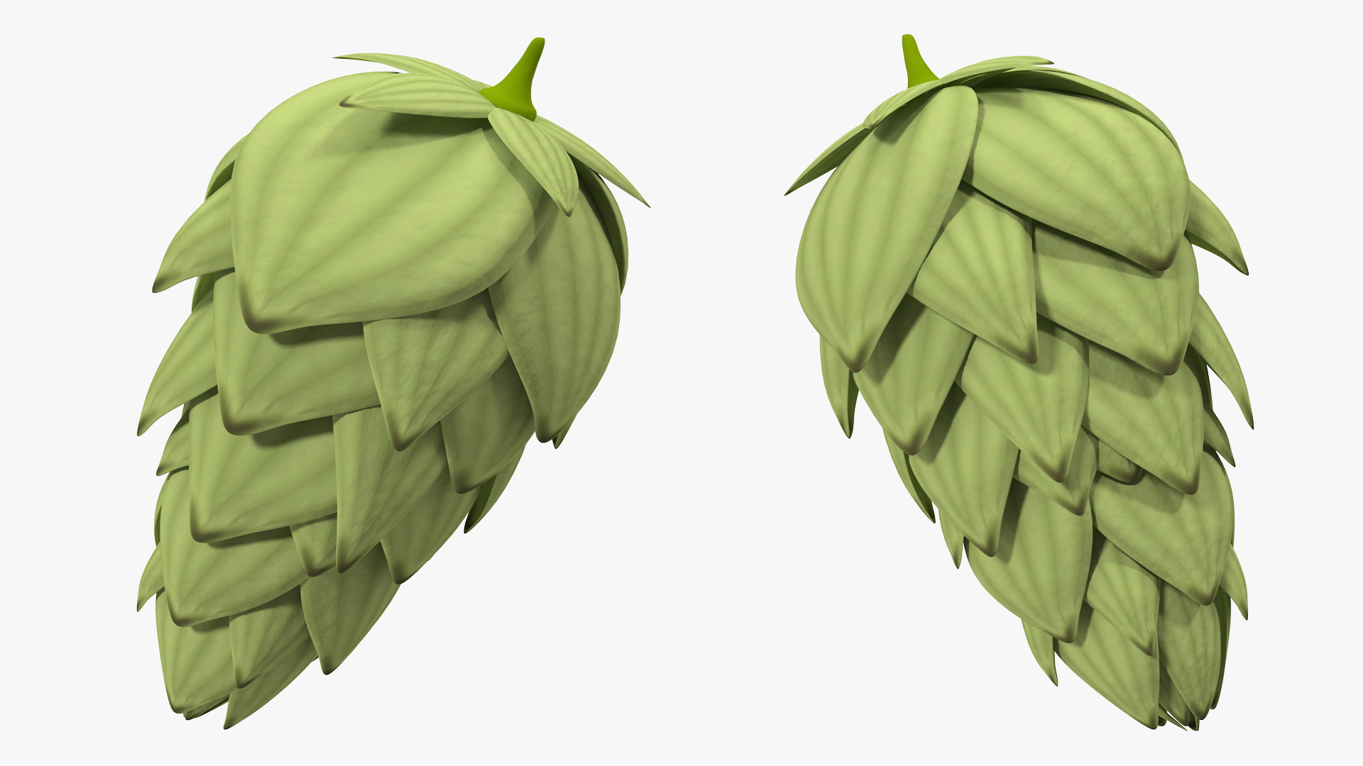 3D model Hop Cone