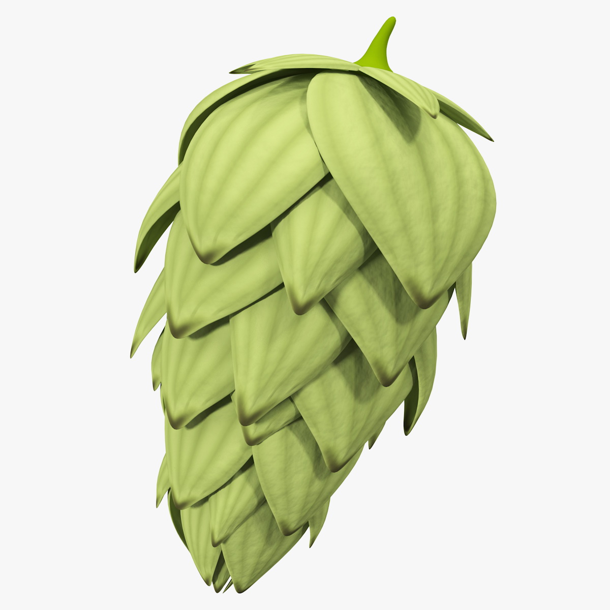 Hop Cone