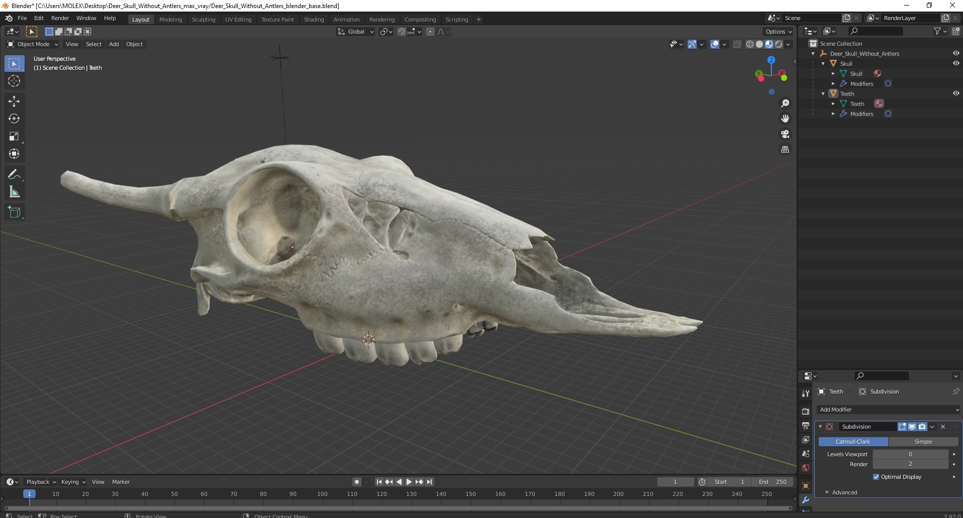3D Deer Skull Without Antlers