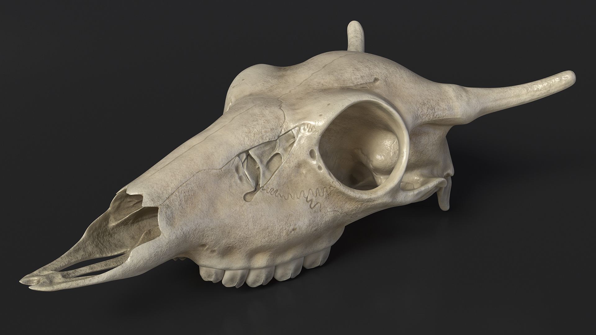 3D Deer Skull Without Antlers