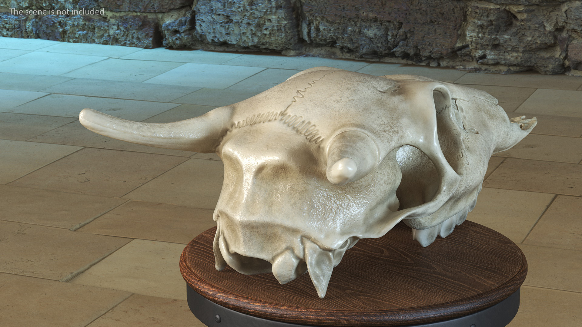 3D Deer Skull Without Antlers