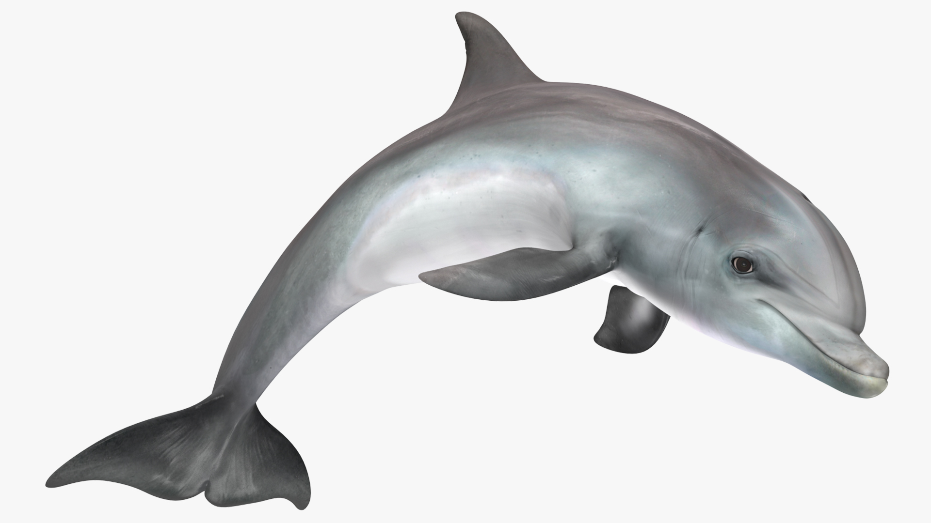 Dolphin Jumping Out Of Water Animated 3D