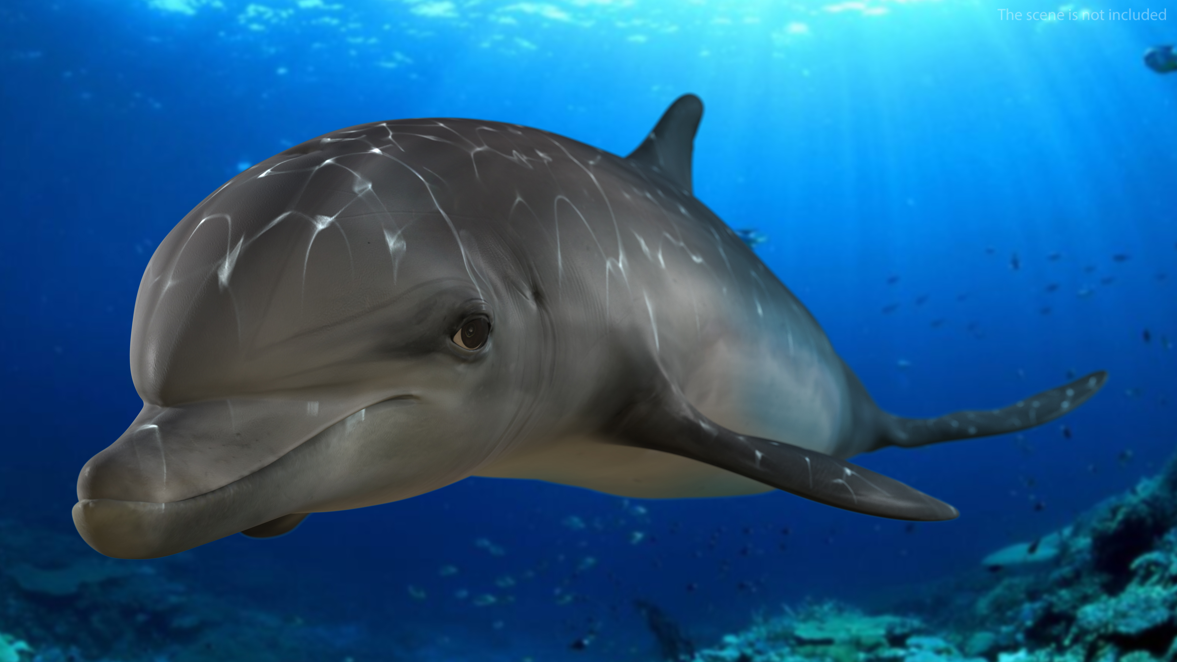Dolphin Jumping Out Of Water Animated 3D