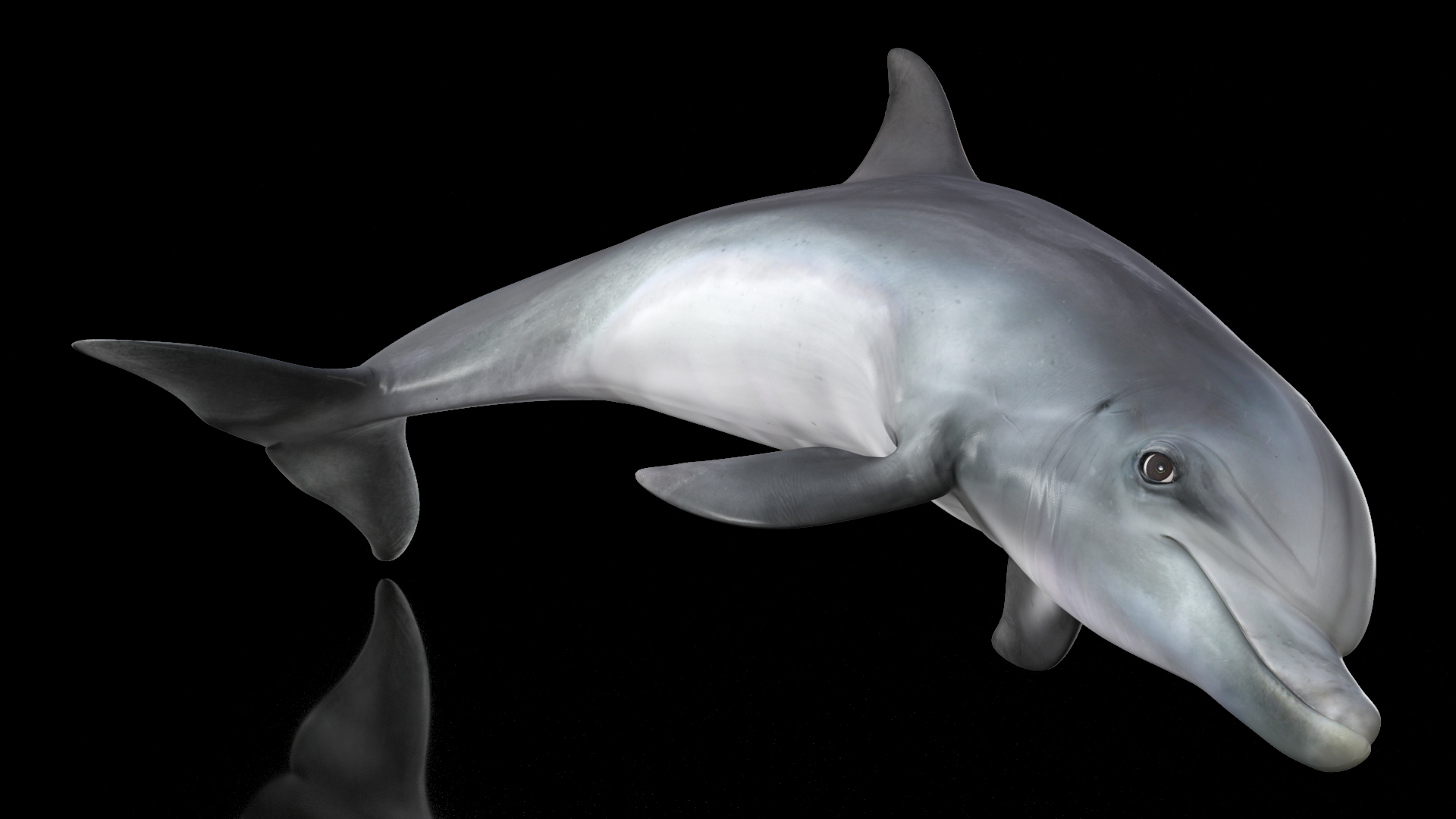 Dolphin Jumping Out Of Water Animated 3D