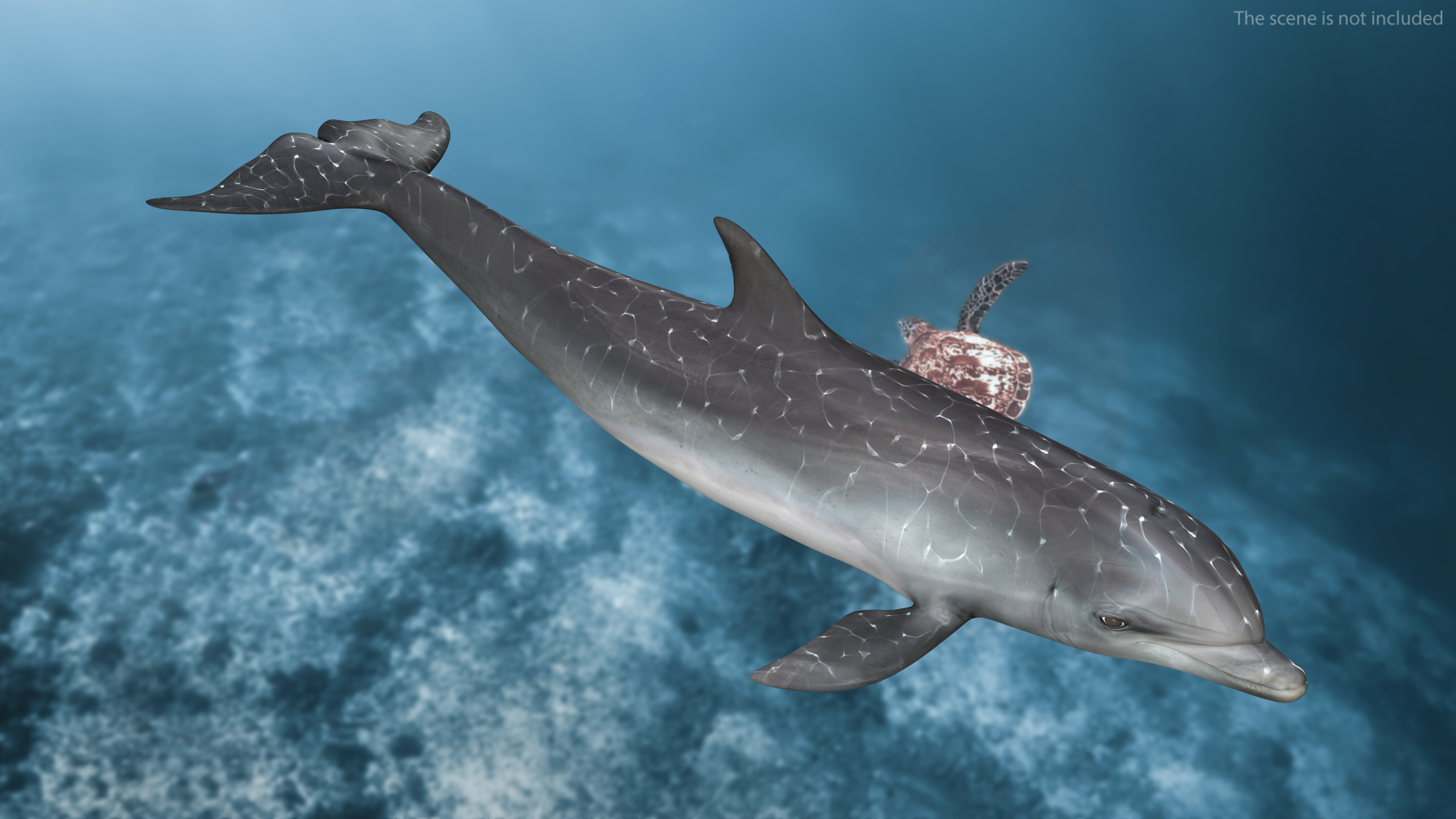 Dolphin Jumping Out Of Water Animated 3D