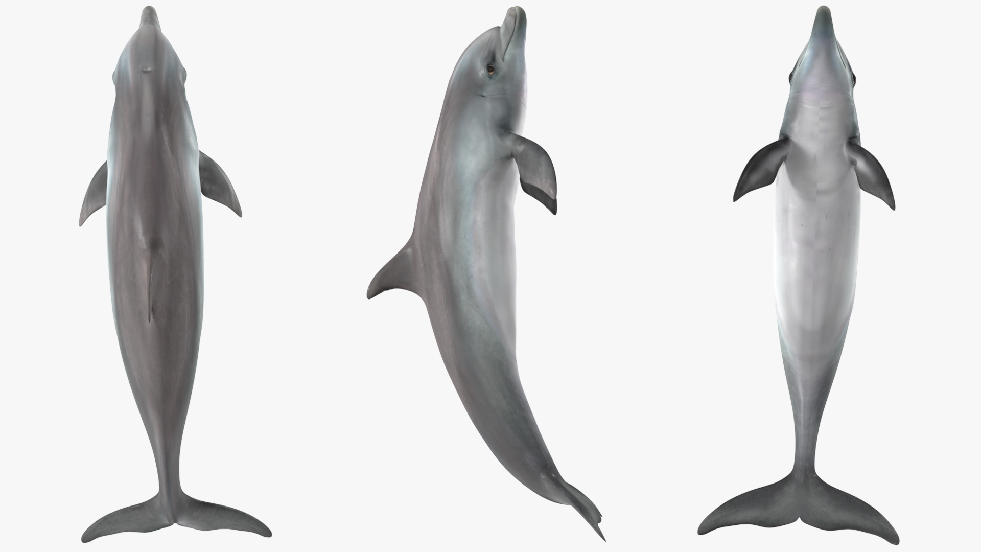 Dolphin Jumping Out Of Water Animated 3D