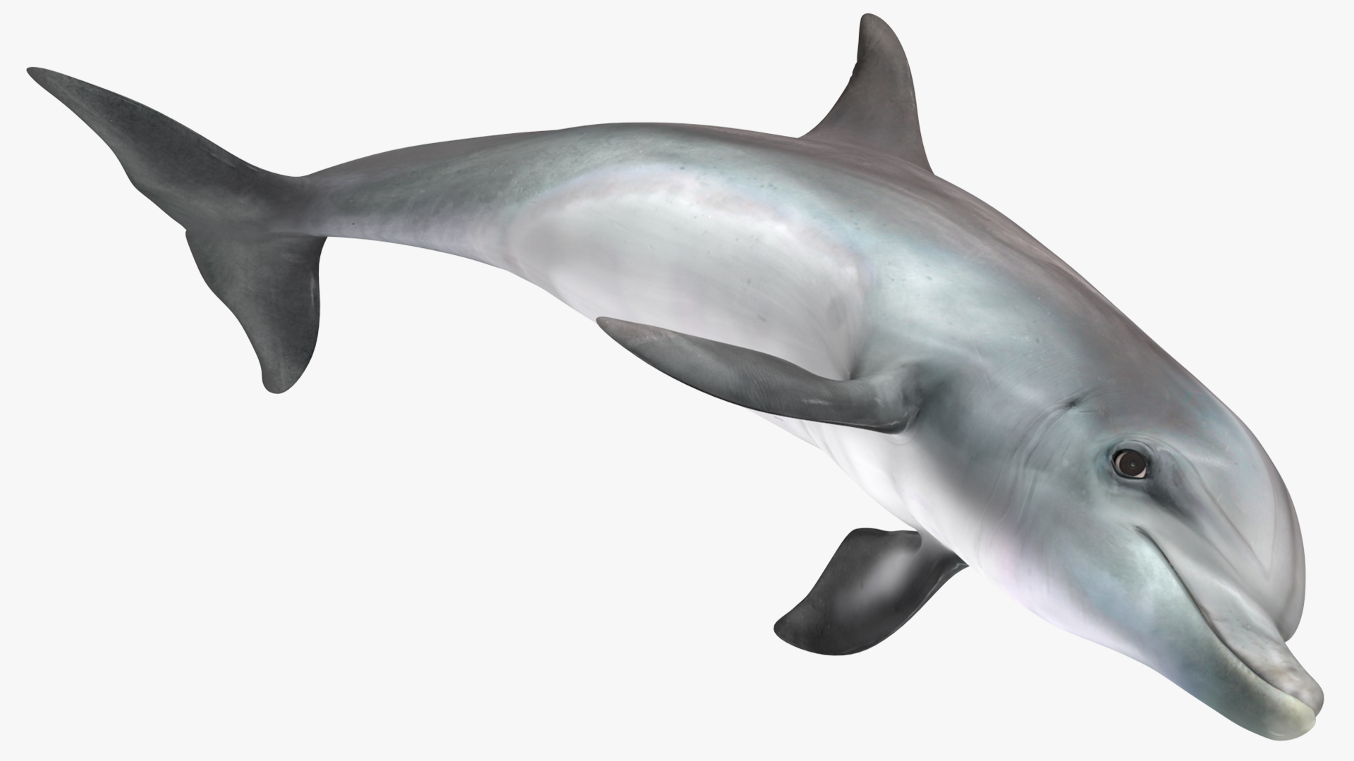 Dolphin Jumping Out Of Water Animated 3D