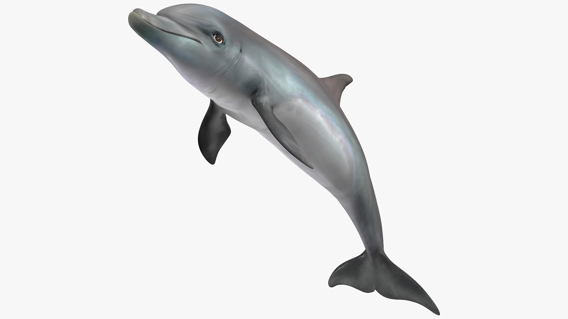 Dolphin Jumping Out Of Water Animated 3D
