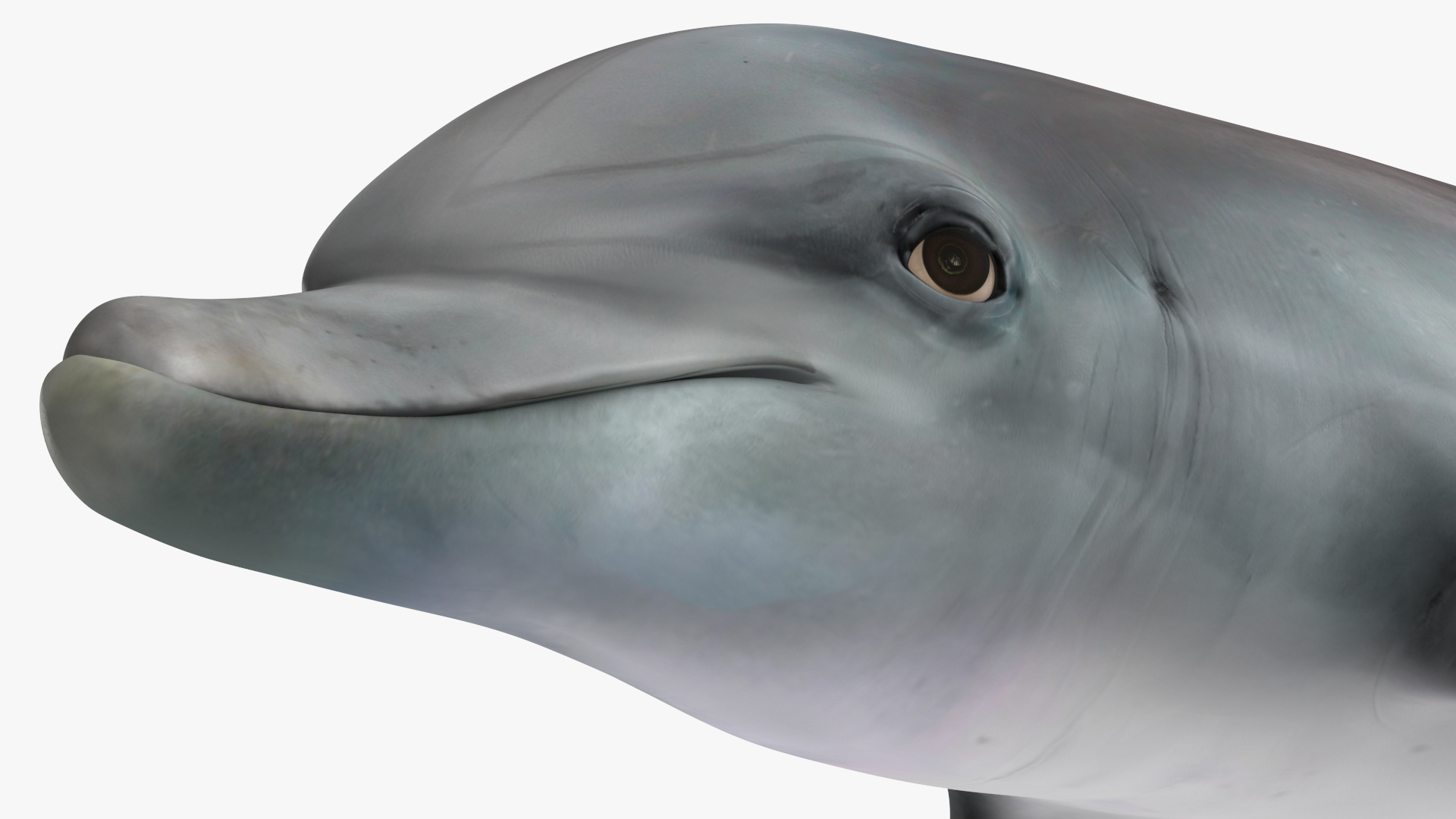 Dolphin Jumping Out Of Water Animated 3D