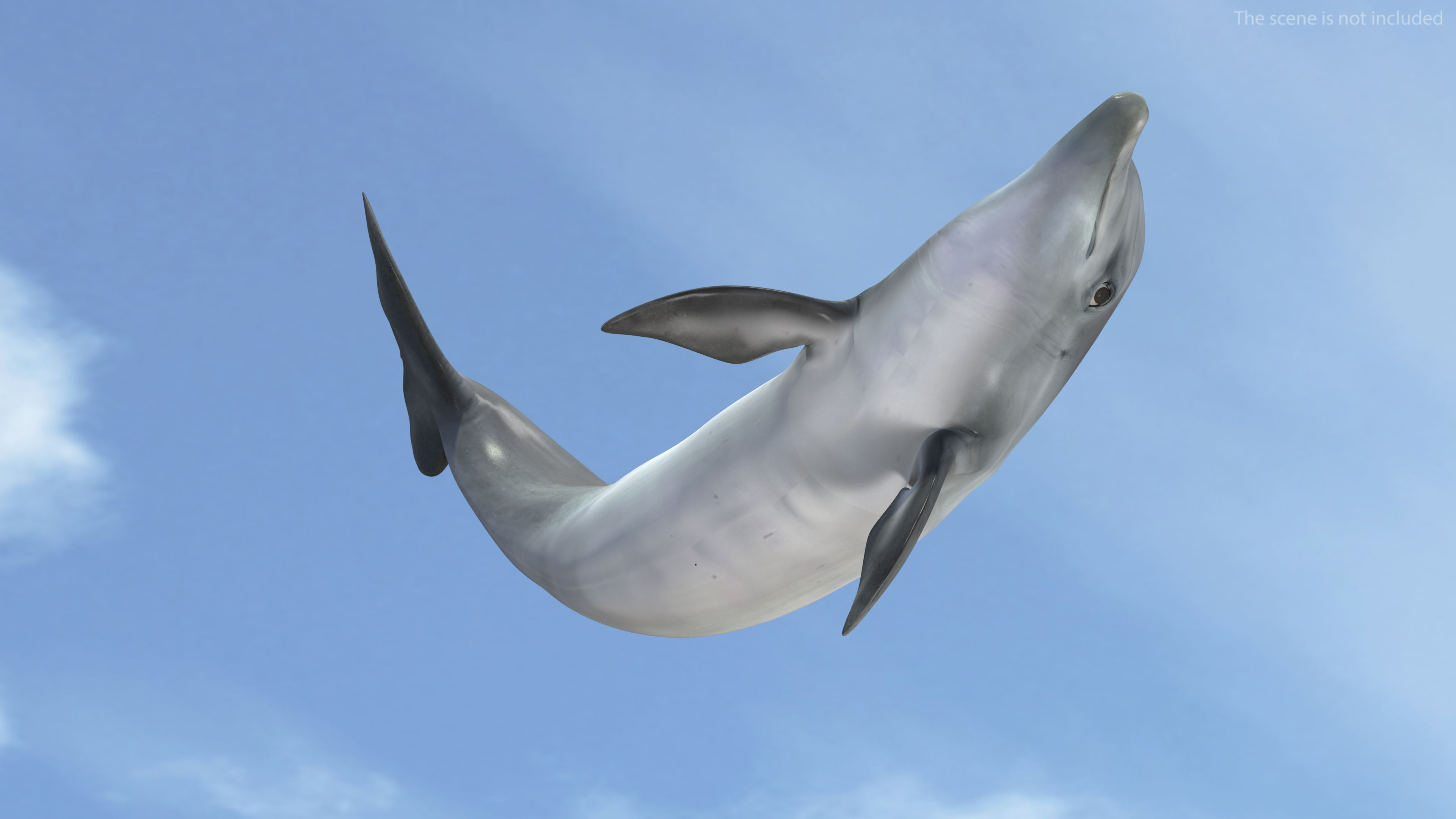 Dolphin Jumping Out Of Water Animated 3D