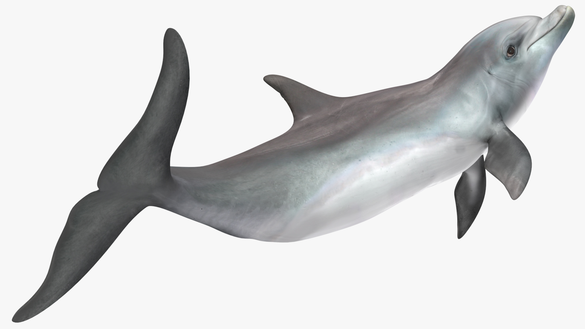 Dolphin Jumping Out Of Water Animated 3D