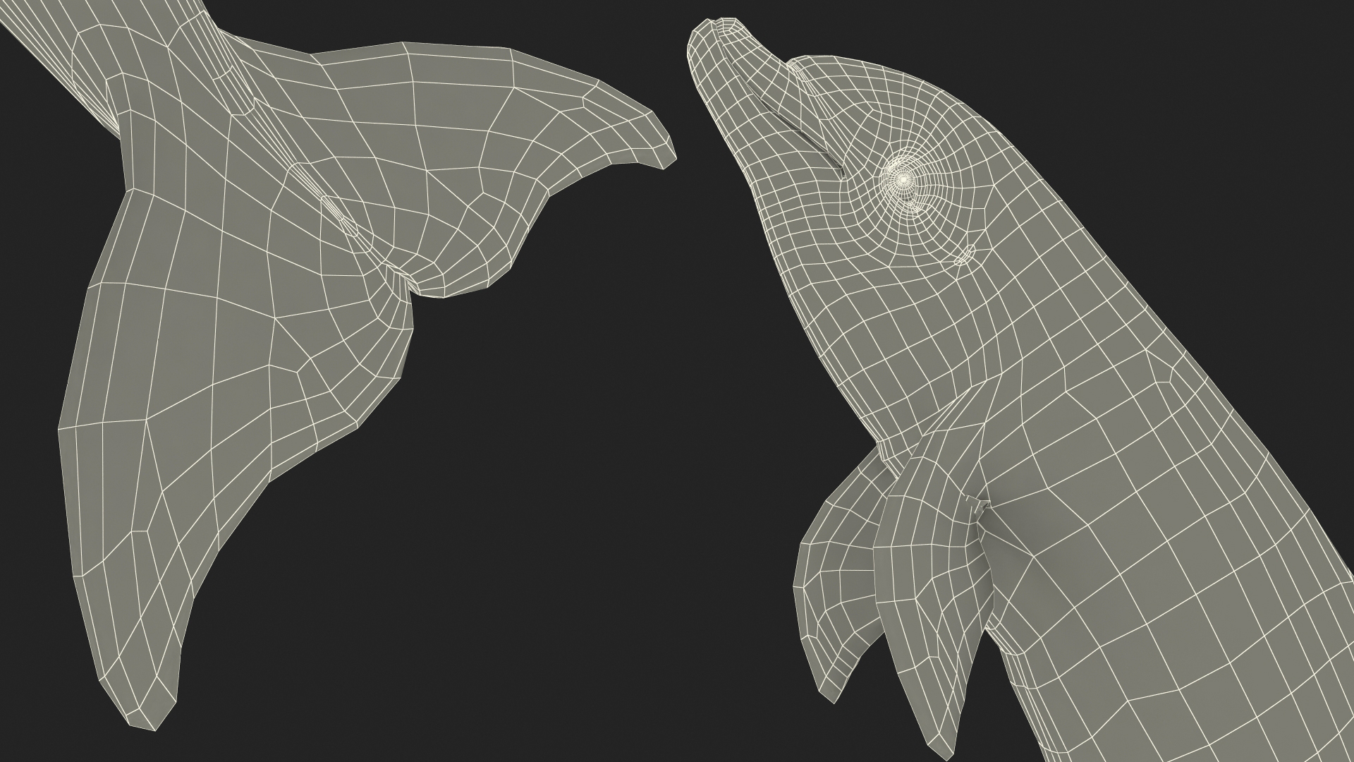 Dolphin Jumping Out Of Water Animated 3D