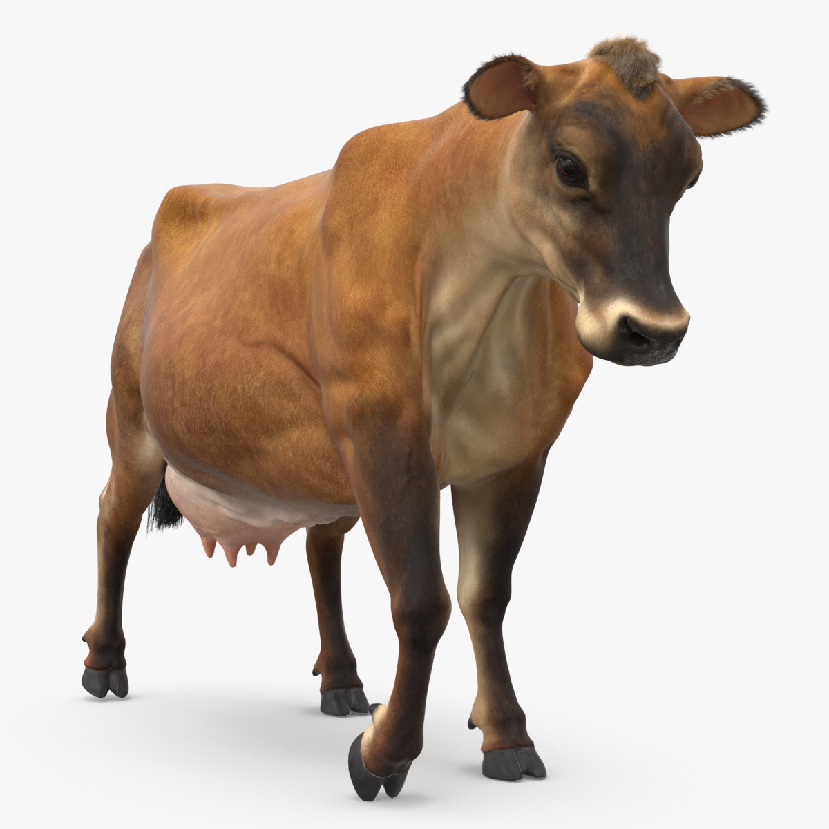 Jersey Dairy Cow Fur Rigged 3D