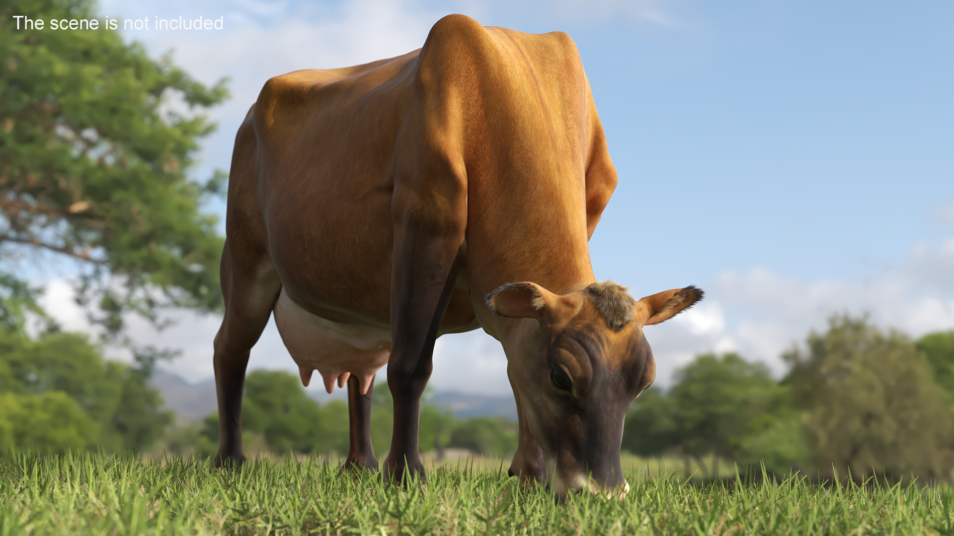 Jersey Dairy Cow Fur Rigged 3D