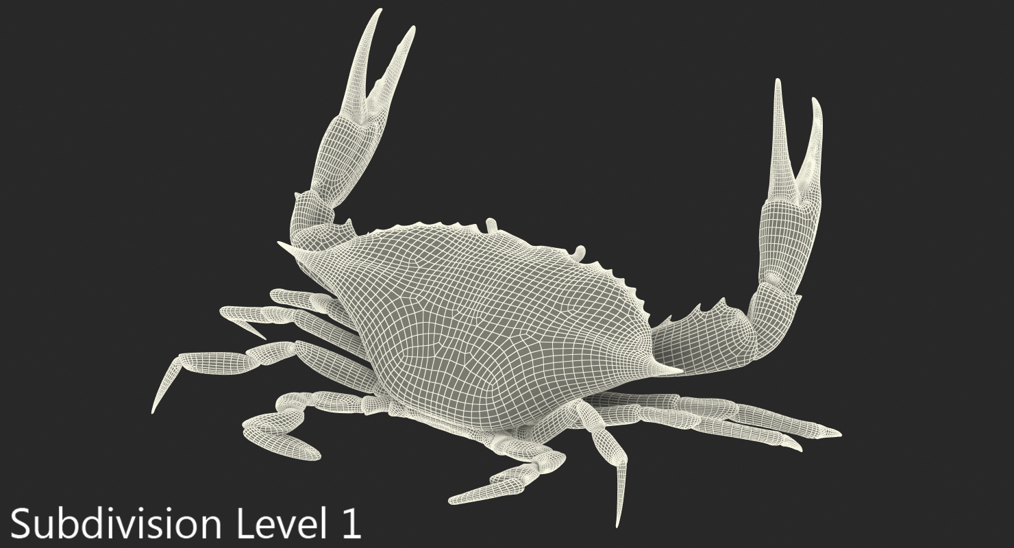 3D model Blue Crab Fight Pose