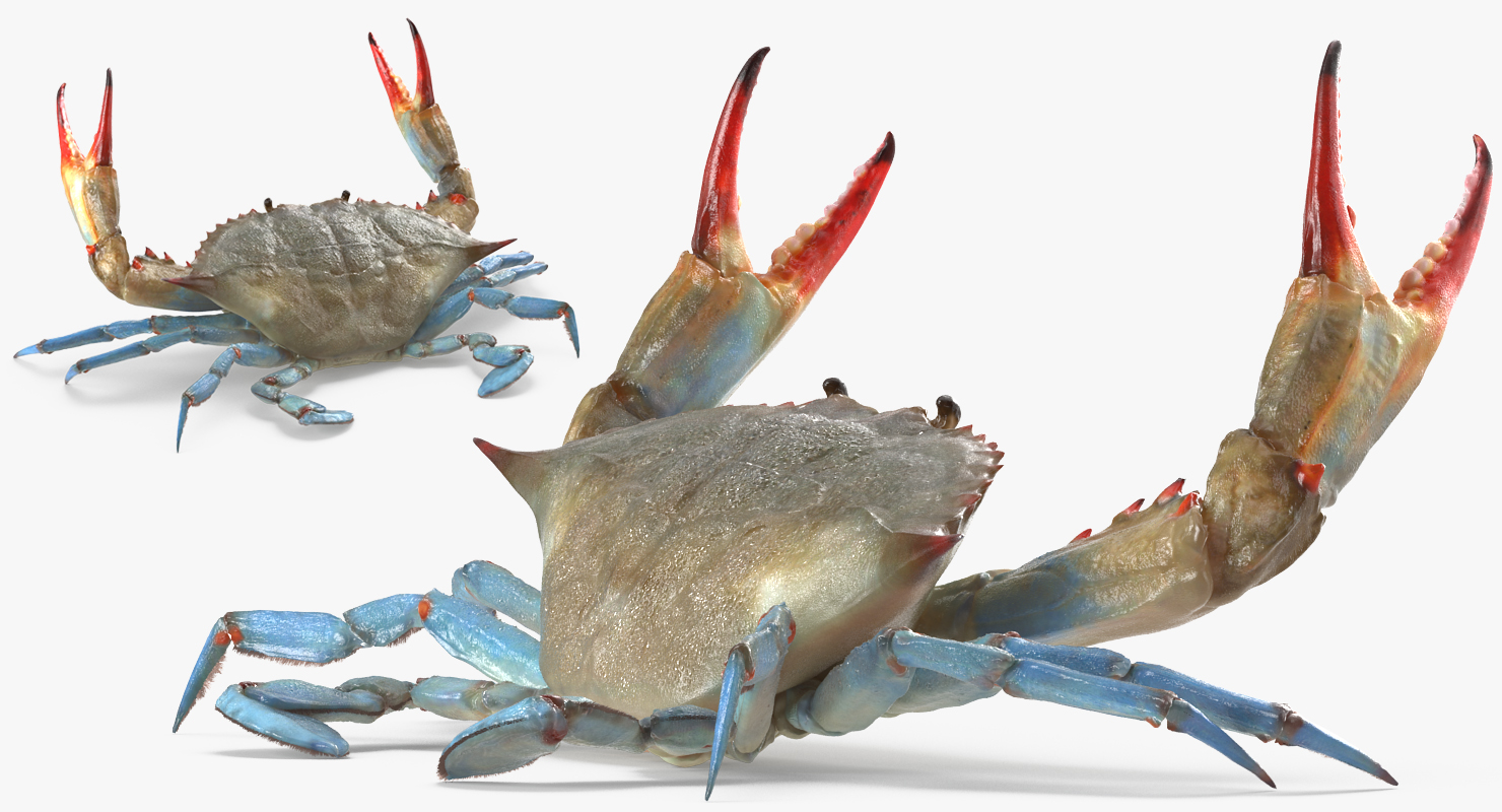 3D model Blue Crab Fight Pose