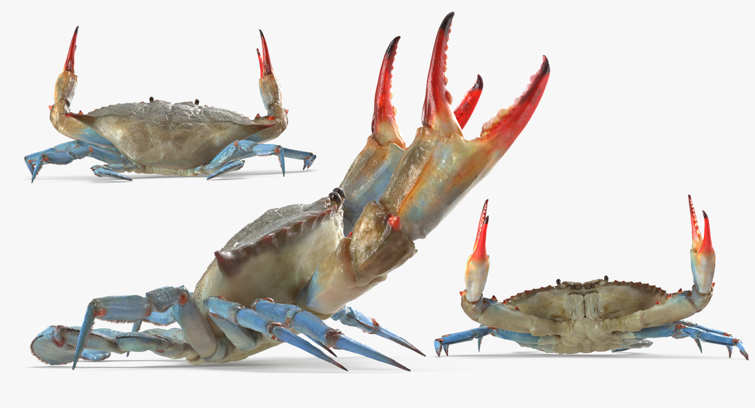 3D model Blue Crab Fight Pose