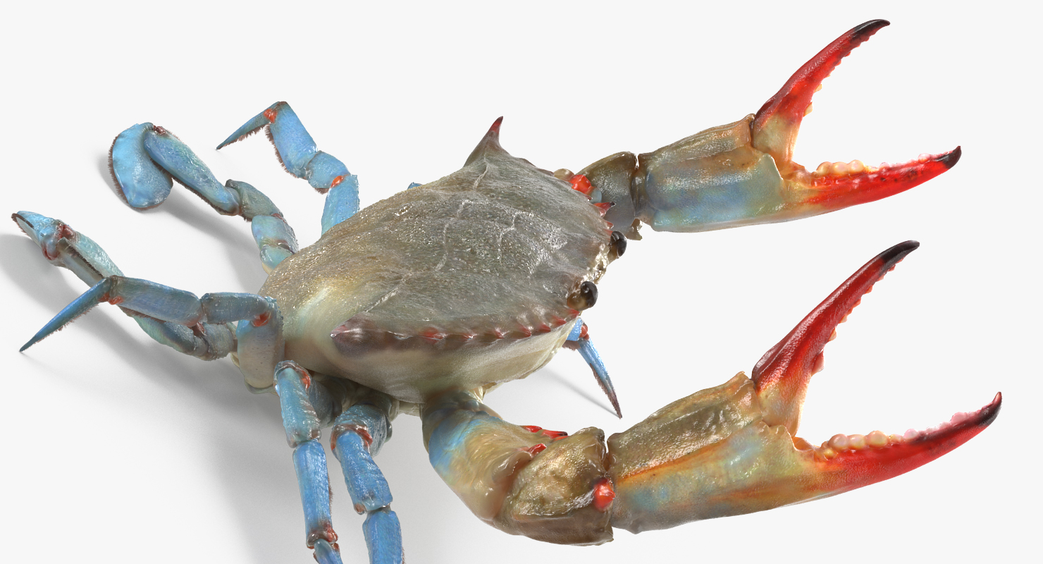 3D model Blue Crab Fight Pose