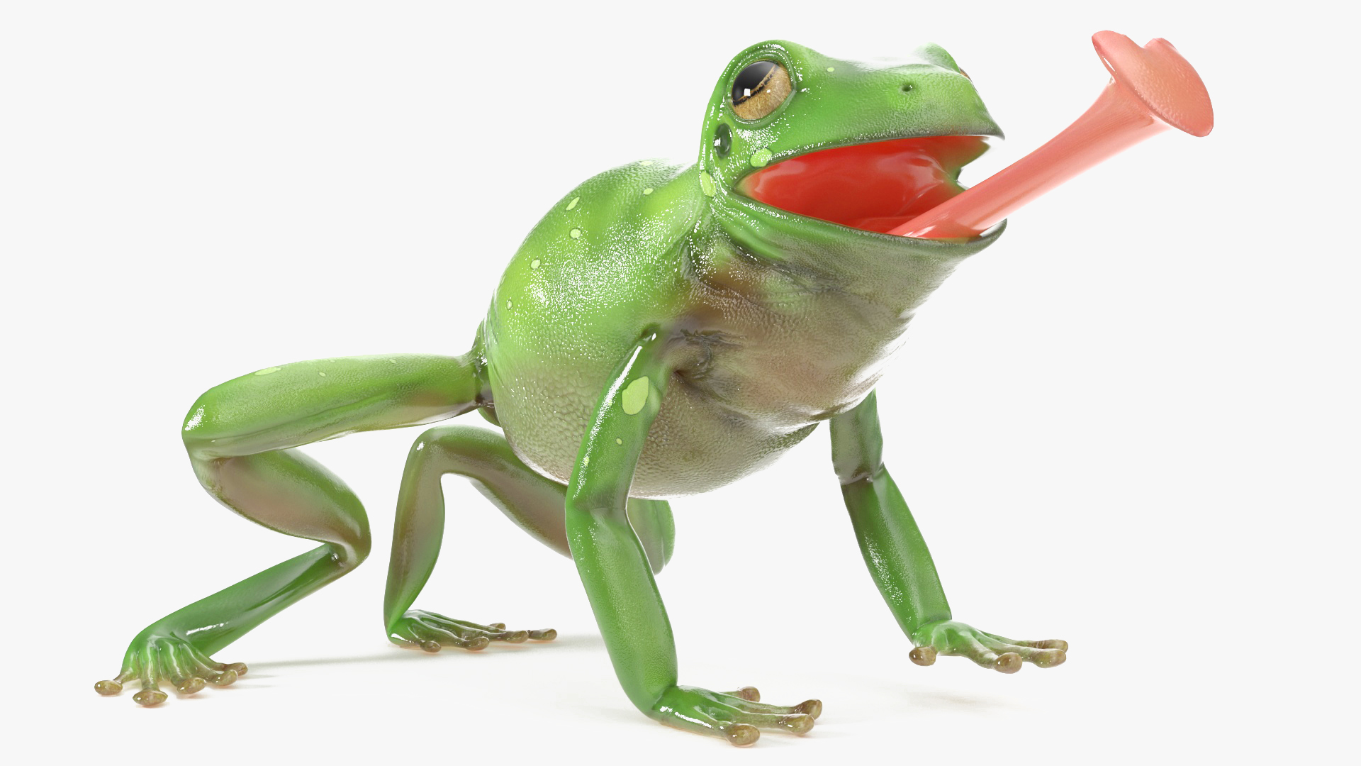 Realistic Australian Green Frog Rigged for Maya 3D