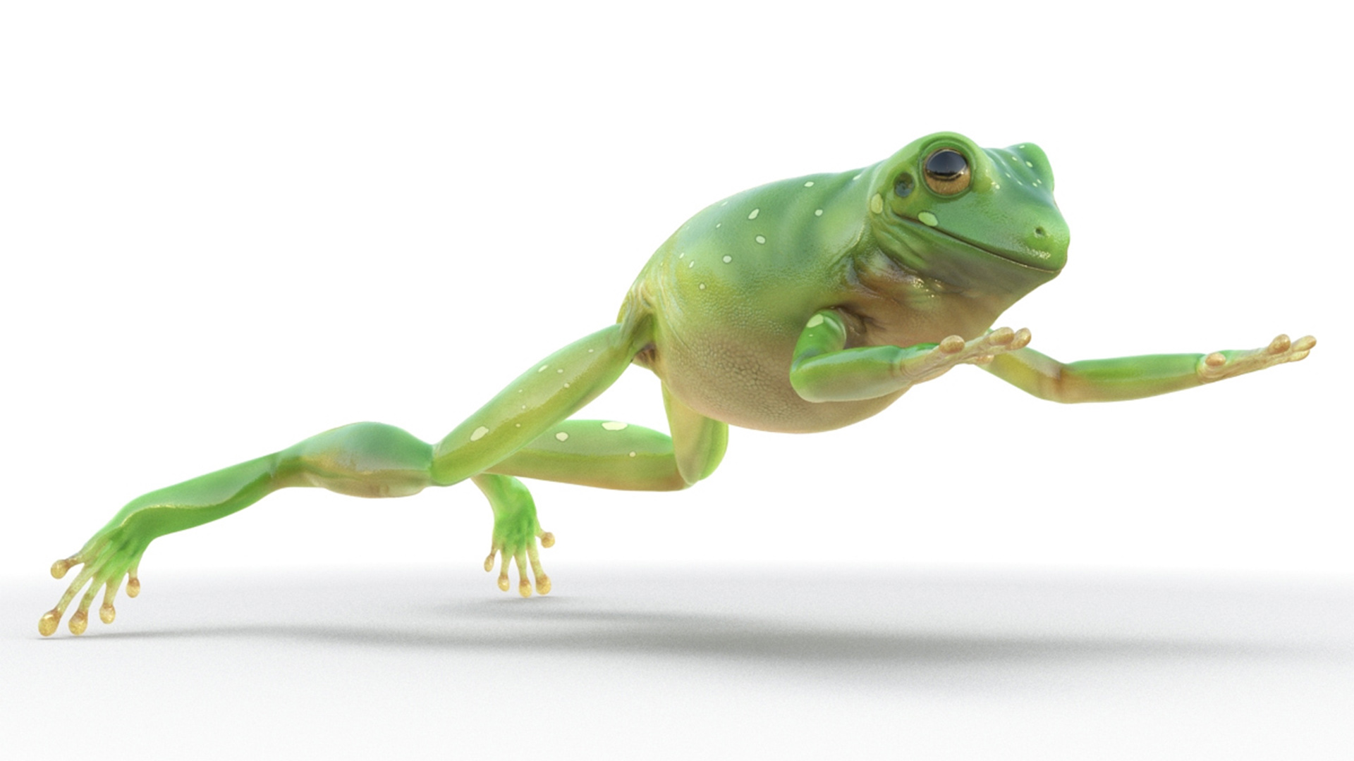Realistic Australian Green Frog Rigged for Maya 3D