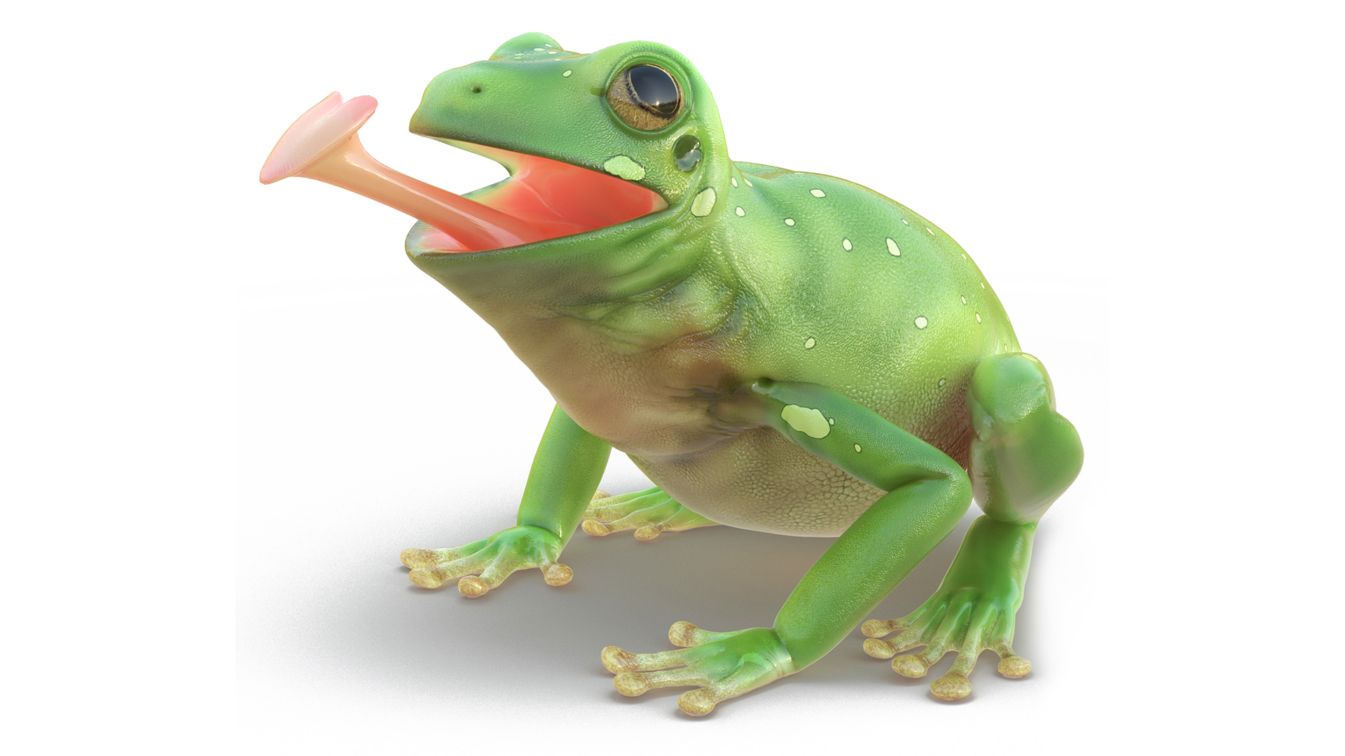Realistic Australian Green Frog Rigged for Maya 3D