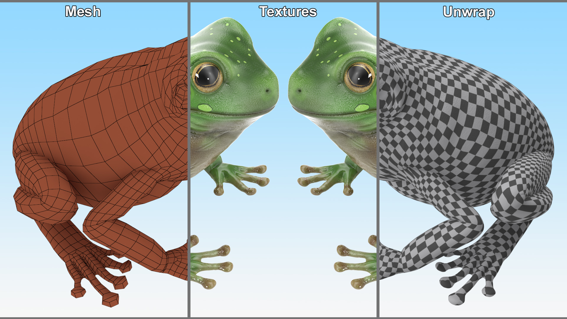 Realistic Australian Green Frog Rigged for Maya 3D