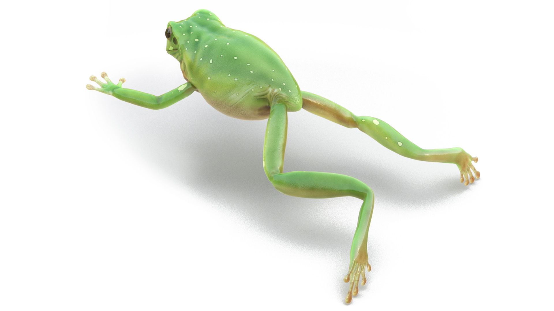 Realistic Australian Green Frog Rigged for Maya 3D