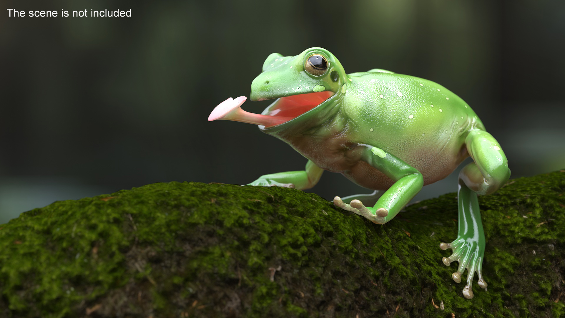 Realistic Australian Green Frog Rigged for Maya 3D