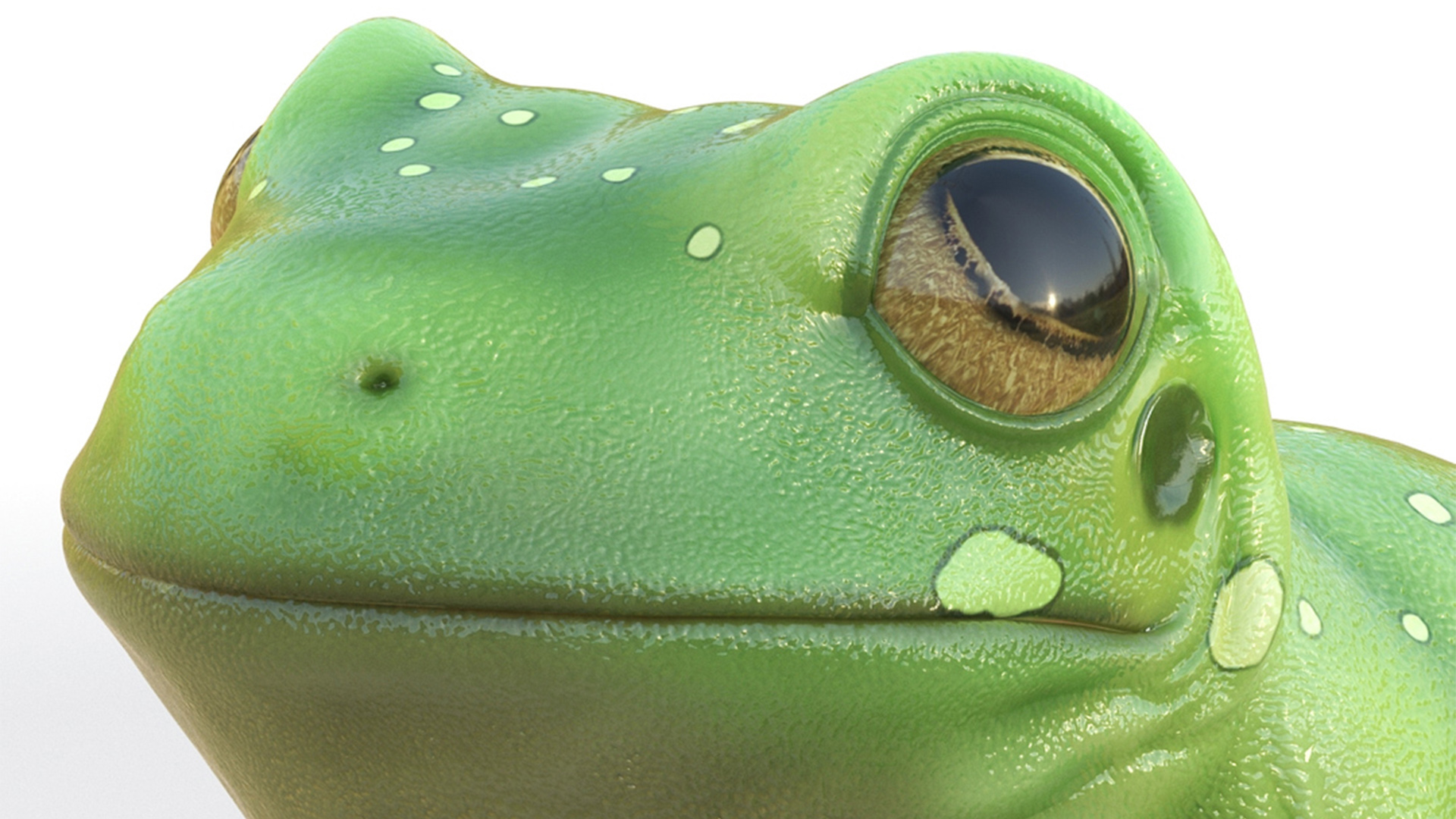Realistic Australian Green Frog Rigged for Maya 3D